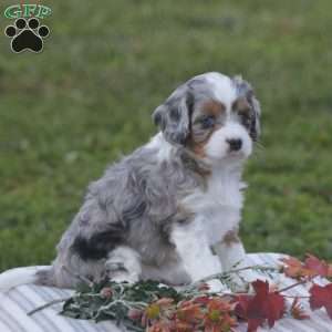 Honey, Cavapoo Puppy